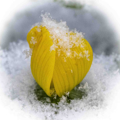 Ina Kegel_Schnee 03