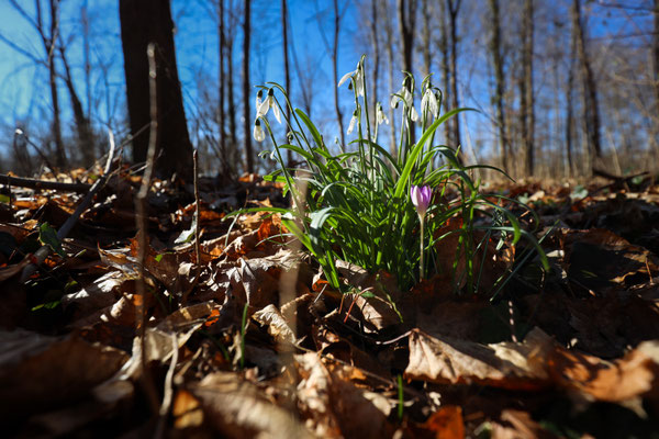 Helmut Braun_Schneeglöckchen