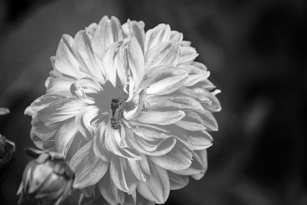 Bernhard Welsch_sw