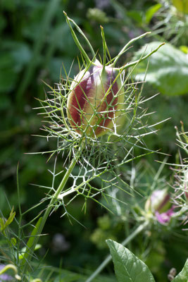 Martin Dillge_Blume 02
