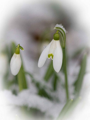 Ina Kegel_Schnee 02