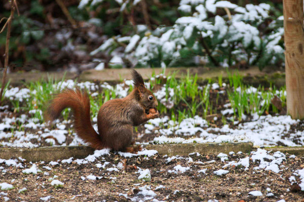 Otmar Pahler_Eichhörnchen im Garten