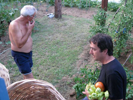 Tomaten aus dem Garten