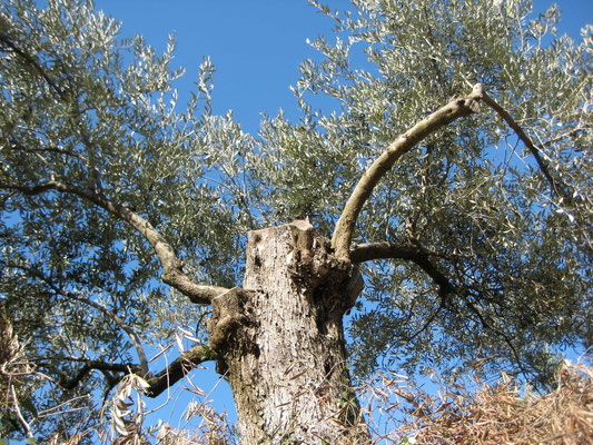 Unser alter Olivenbaum