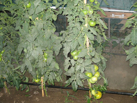 Tomaten