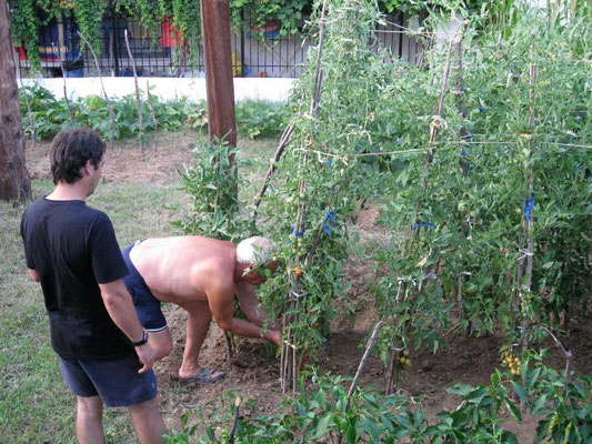 Tomaten aus dem Garten