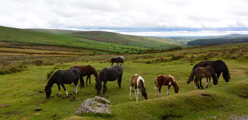 Dartmoor Ponies