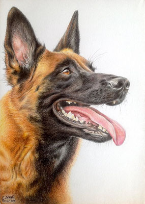 Malinois, A4