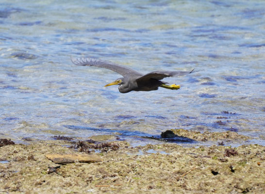 Fischreiher / Heron