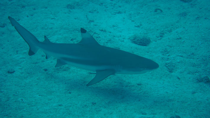 Kleiner Schwarzspitzenhai / Black tip shark