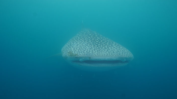 Walhai / Whale shark