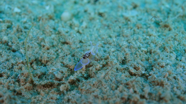 Nacktschnecke / Nudibranch