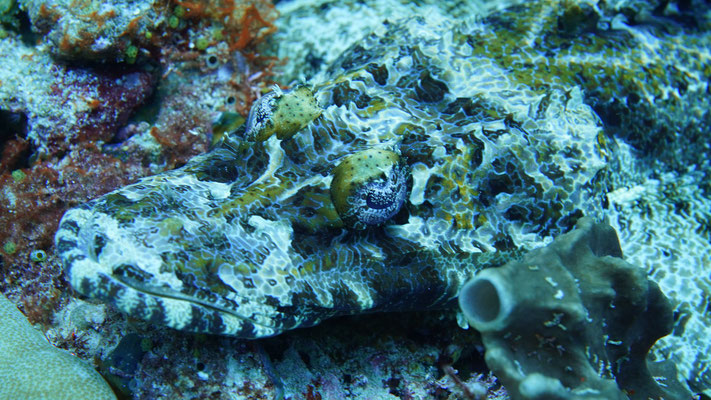 Krokodilfisch / Crocodile fish