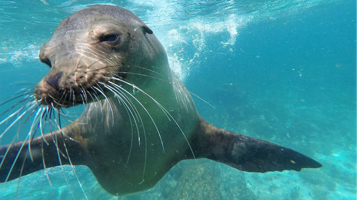 Galapagos Seelöwen