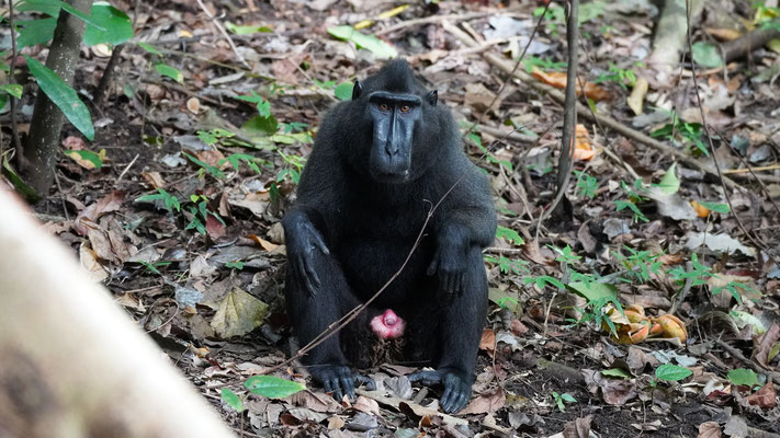 Schopfmakak / Sulawesi black macaque