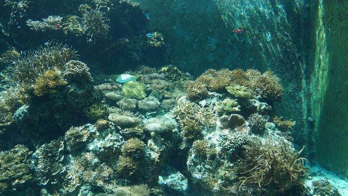 Korallenbecken, überwiegend Steinkorallen