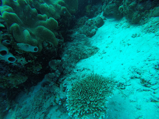 Wobbegong Teppichhai