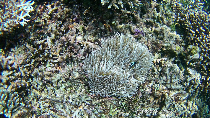 Anemone mit Anemonenfische