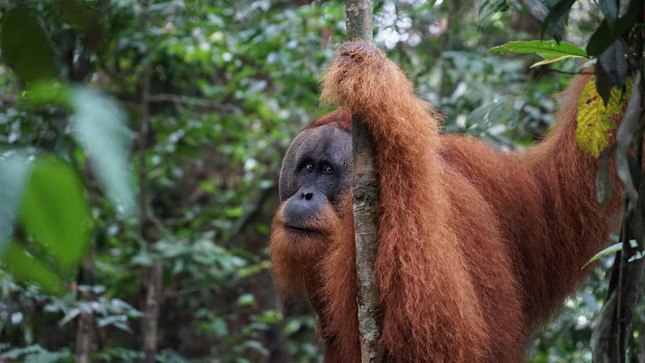 Orang Utan