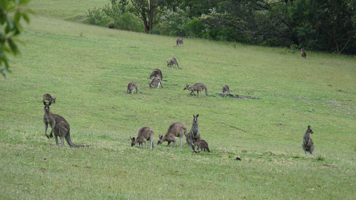 Kängurus in Mallacoota