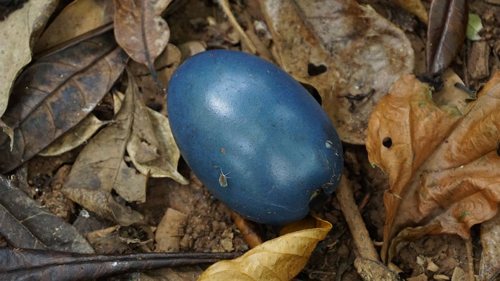 Kasuar Pflaume (Cerbera floribunda)