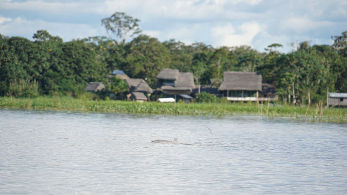 Amazonas Delfin (Grau)