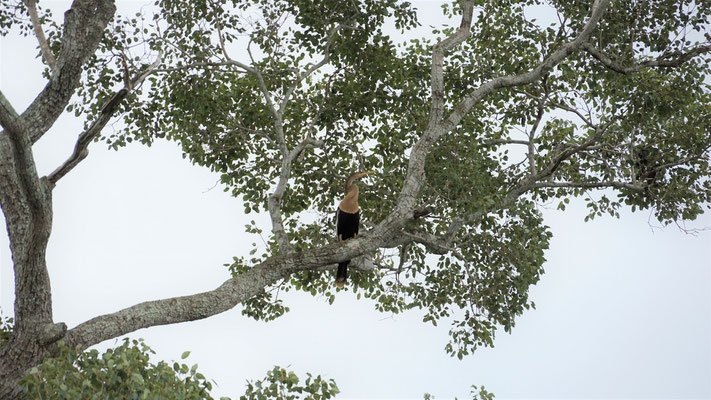 Amerikanischer Schlangenhalsvogel