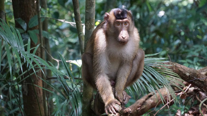 Short tail macaque, male