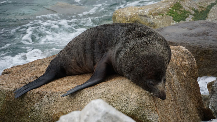 Seebären in Narooma