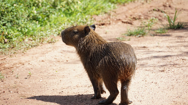 Capybara