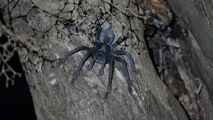 Tarantel Spinne / Tarantula spider