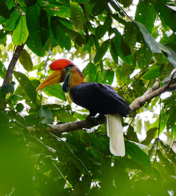 Helmhornvogel / Knobbed hornbill