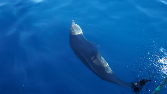 Großer Tümmler Delfin