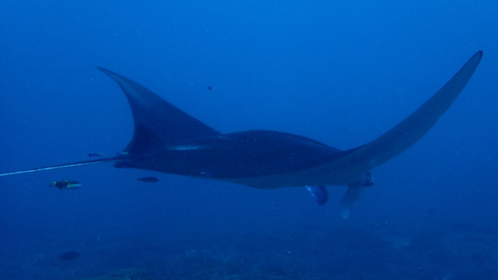 Mantarochen