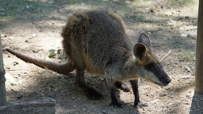 Wallabys, Lone Pine Koala Sanctuary