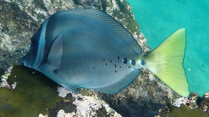 Gelbschwanz Doktorfisch