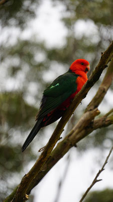 Vogel in Pebbly Beach, Murramarang National Park