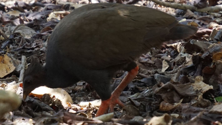 Eine art Wachtel auf der Komodo Insel, die Warane nutzen Ihre Nester für die Brut