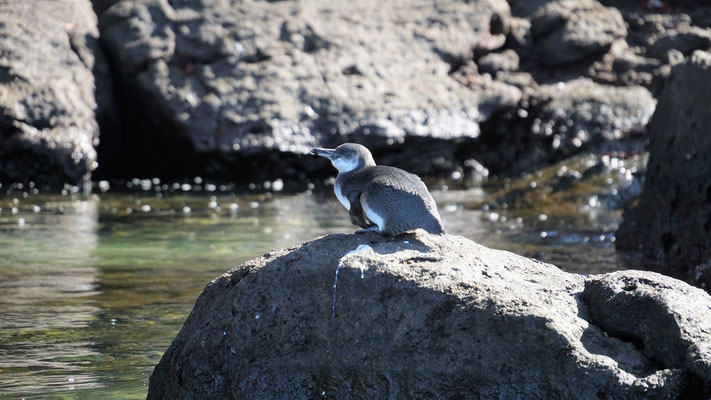 Galapagos Pinguin