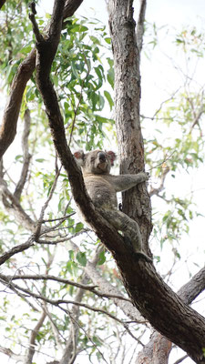 Koala in freier Wildbahn, Noosa National Park