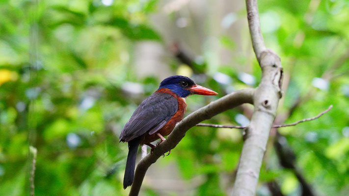 Einsiedlerliest / Green baked kingfisher