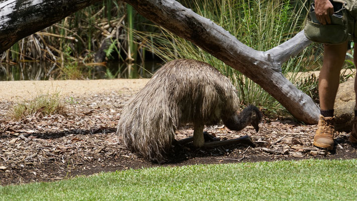 Territory Wildlife Park