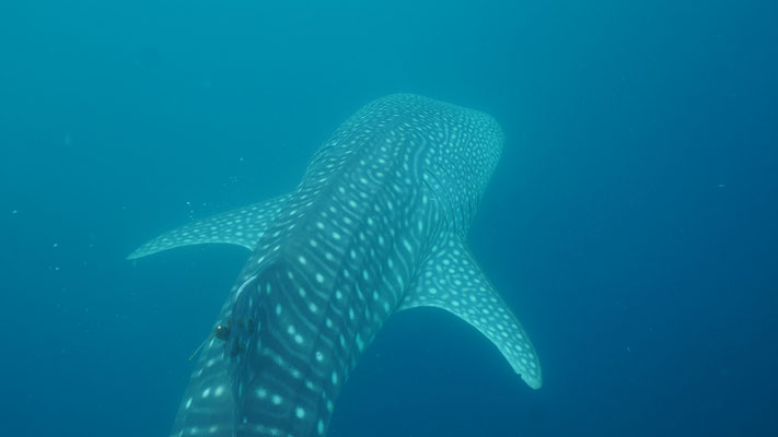 Walhai / Whale shark