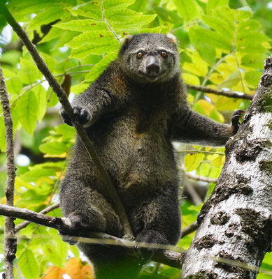 Eigentlicher Bärenkuskus / Sulawesi bear cuscus