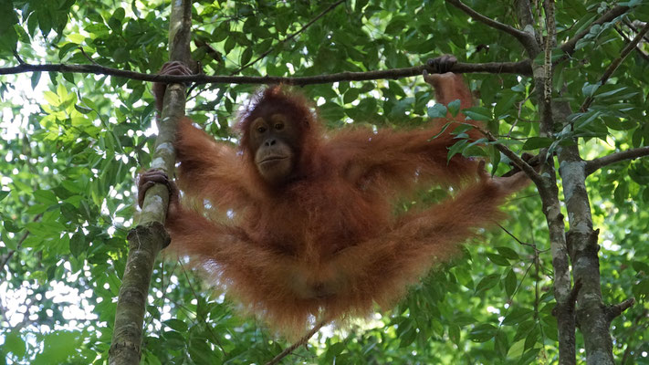 Orang Utan