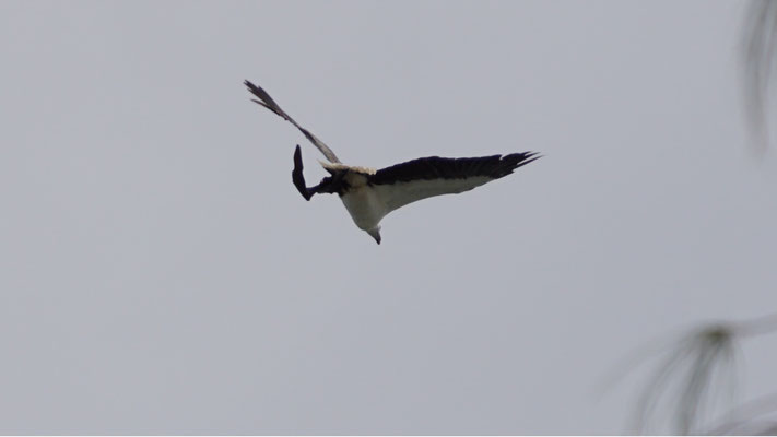 Seeadler hält Flughund als Beute