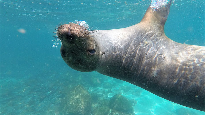 Galapagos Seelöwen