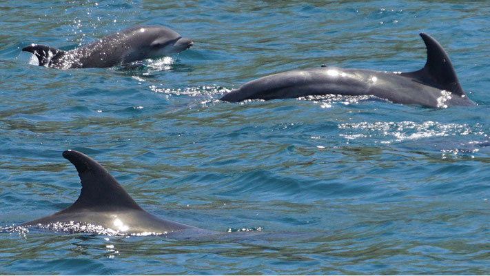 Großer Tümmler Delfin mit Baby