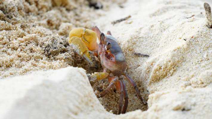 Strandkrebs / Beach crab
