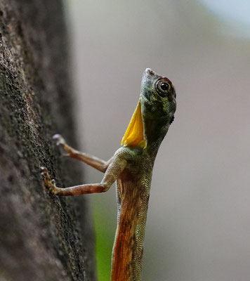 Sulawesi gesäumte Gleiteidechse / Sulawesi lined gliding lizard